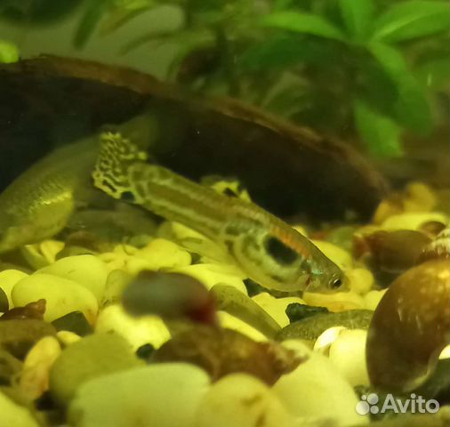 Гуппи Эндера, гуппи