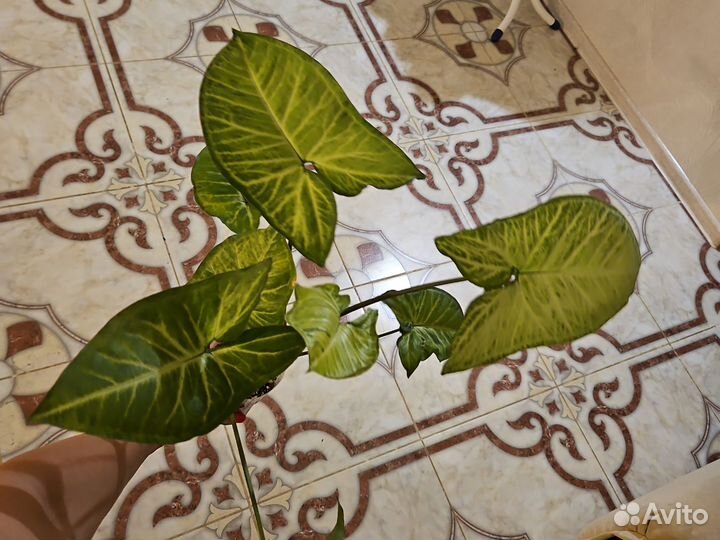 Сингониумы