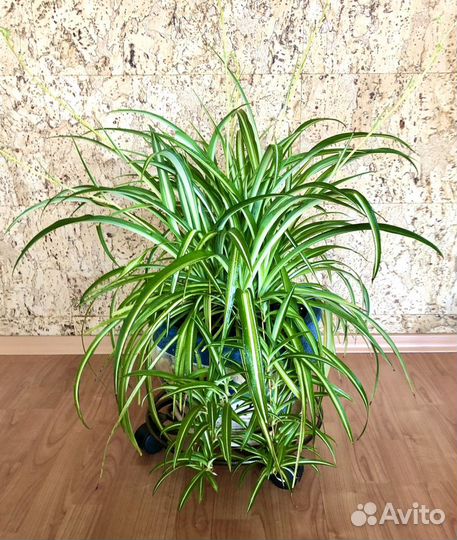 Хлорофитум хохлатый пестролистный