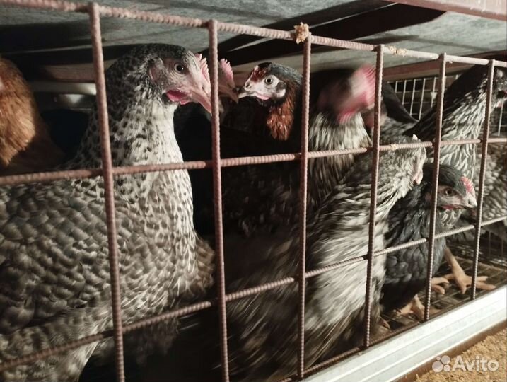 Куры несушки