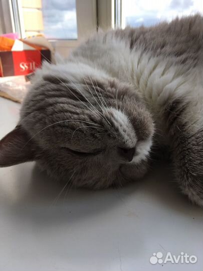 Кошка Дуся