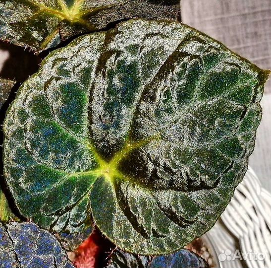 Бегония Begonia Xanthina Hook var Lazuli