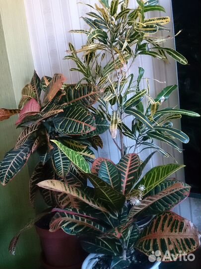 Кротоны Петра Голд стар Кодиеум