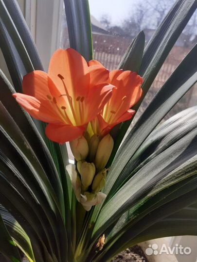 Комнатные цветы кливия