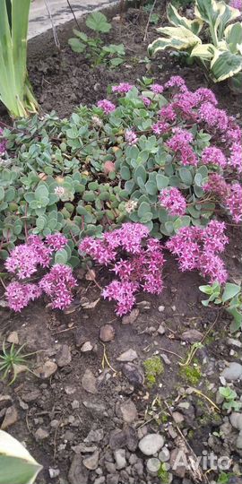 Спиреи Голдфлейм, Голден Принцесс