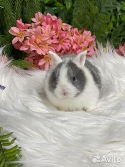 Кролик белоухий, карликовый
