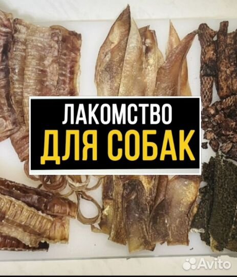 Сухое лёгкое