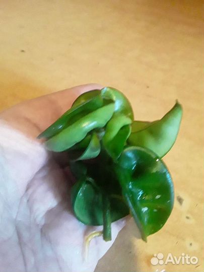 Хойя Компакта и др