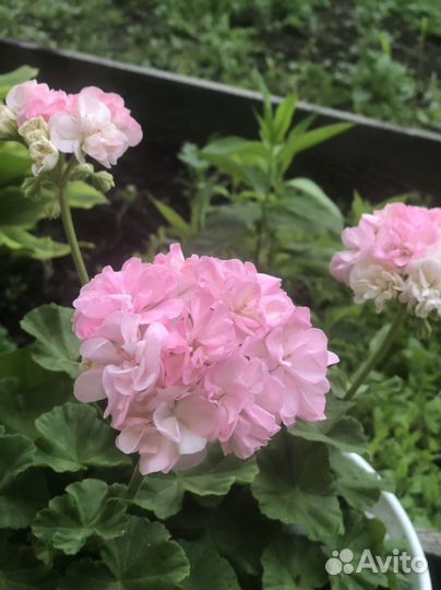 Пеларгония герань сорт dovepoint