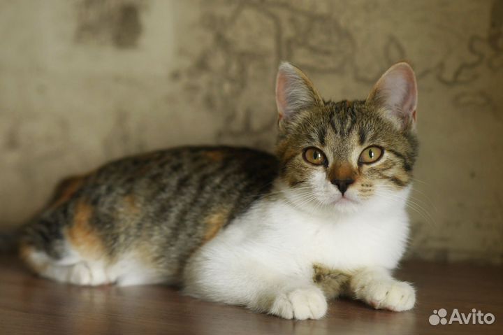 Красивая и ласковая трехцветка Рыся ищет семью