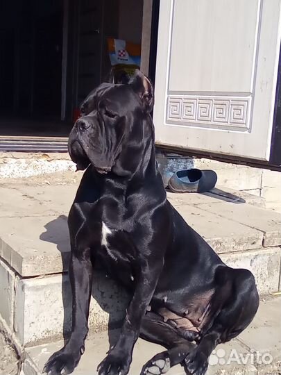 Корма для животных