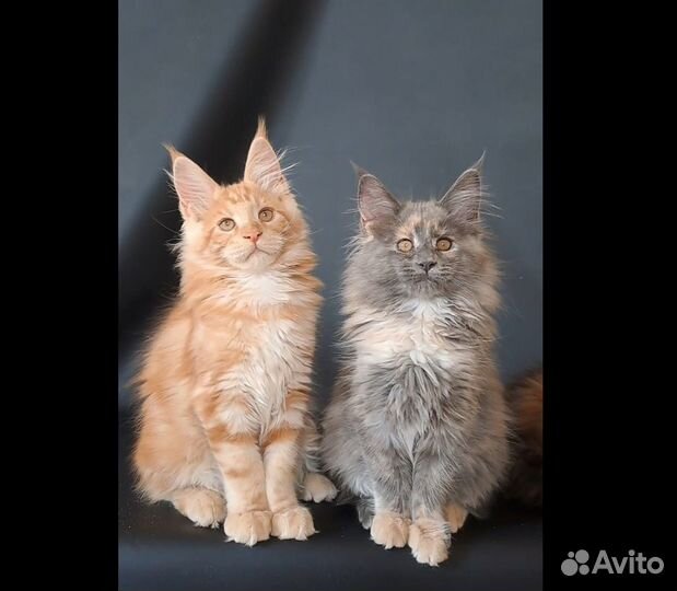 Мейн-кун Котята