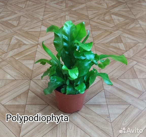 Папоротник