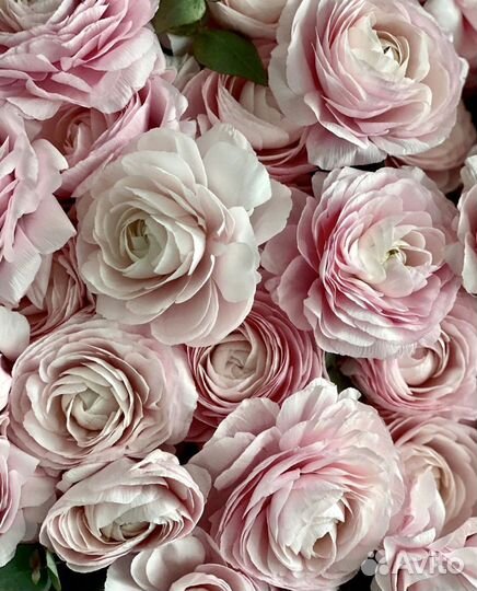 Ранункулюс доставка цветов