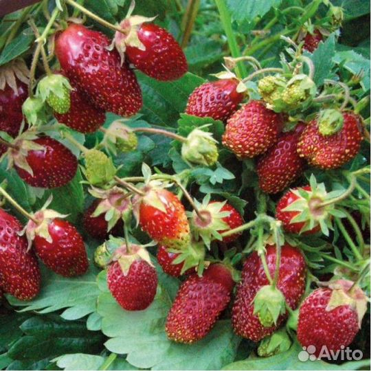 Саженцы садовой мелкоплодной земляники
