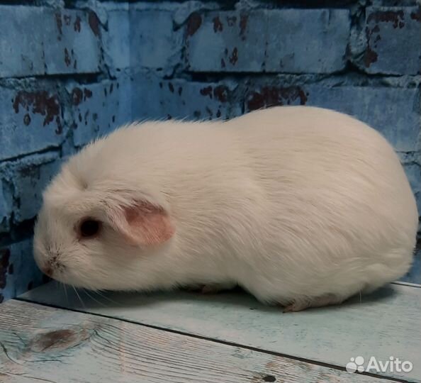 Морская свинка