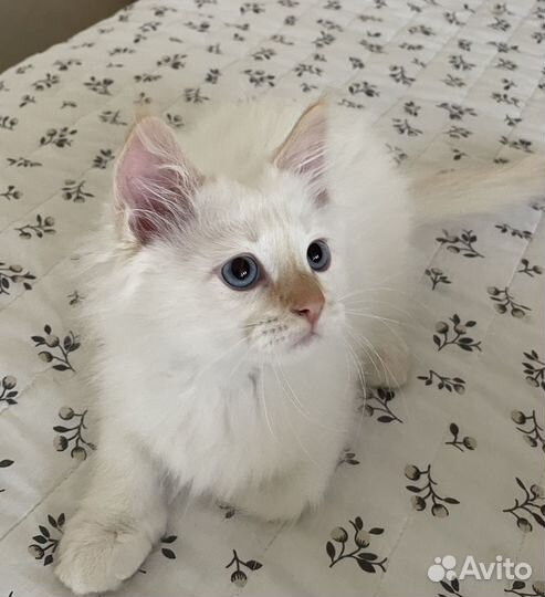 Невская маскарадная