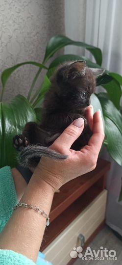 Милый котенок