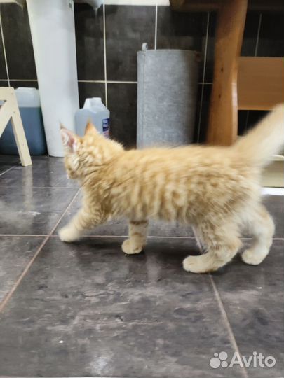 Котёнок Мейн-кун