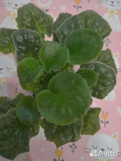 Сортовые фиалки