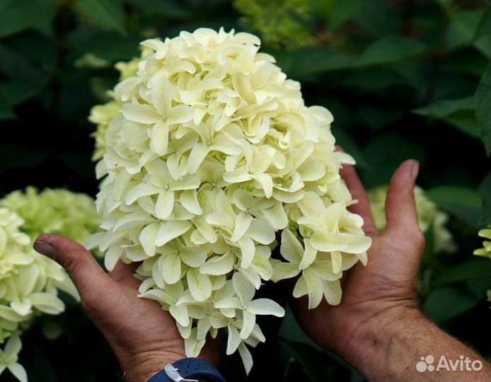 Гортензия Скайфолл