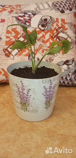 Цветы домашние в горшках