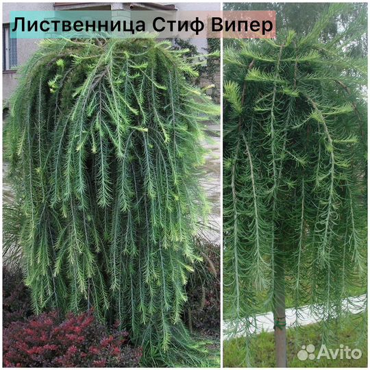 Лиственница Стиф Випер штамб 150 см,Пули 120 см