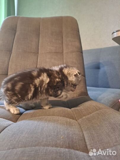 Шотландская