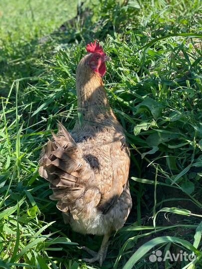 Куры несушки молодые, Не старьё под видом 8-9 мес