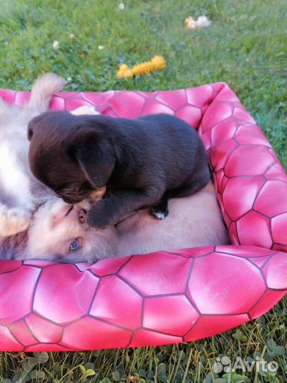 Чёрная девочка чихуахуа