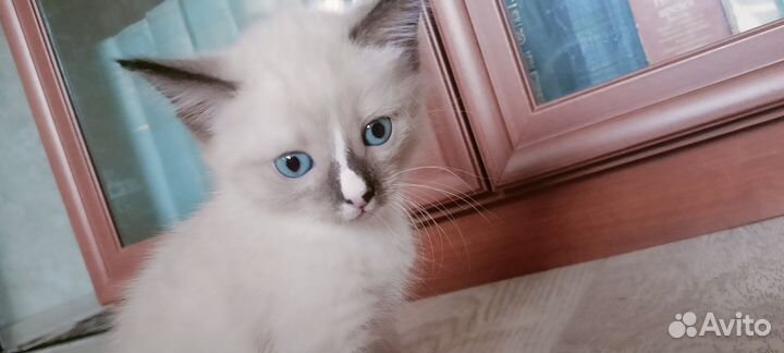 Котëнок в добрые руки