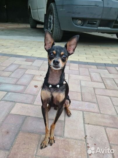 Вязка той-терьер мальчик