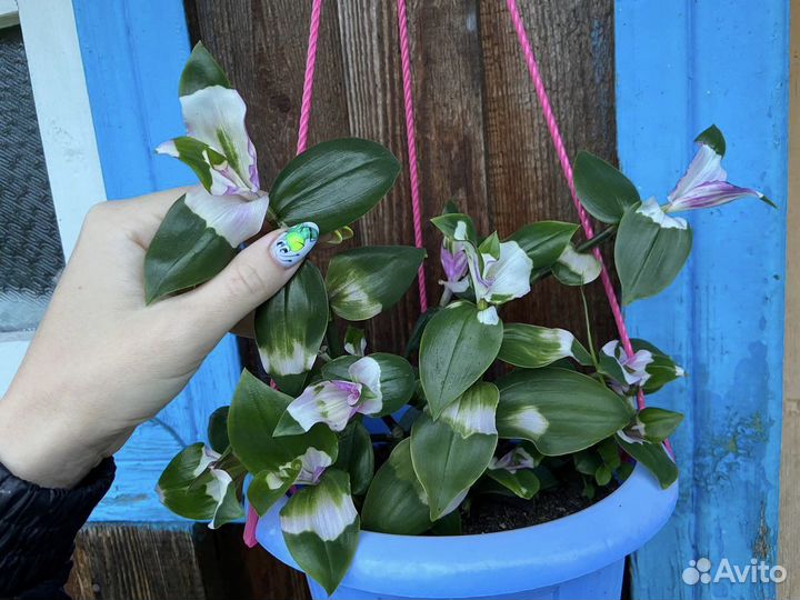 Традесканция 