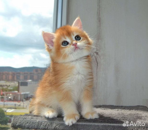 Изумительный малыш золотой шиншиллы ny 12 Kasper