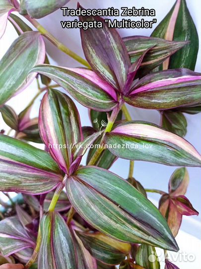 Традесканции сортовые, более 70 сортов