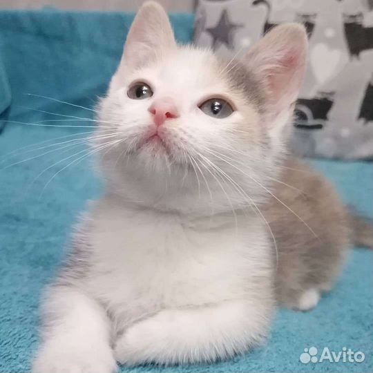 Манчкин