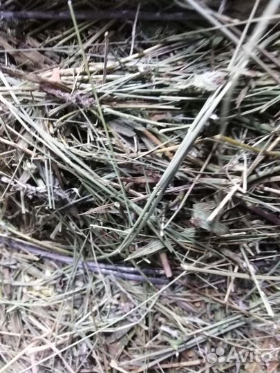 Продам сено в рулонах