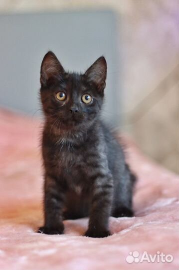 Котенок