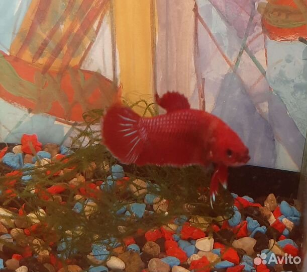 Рыбка петушок