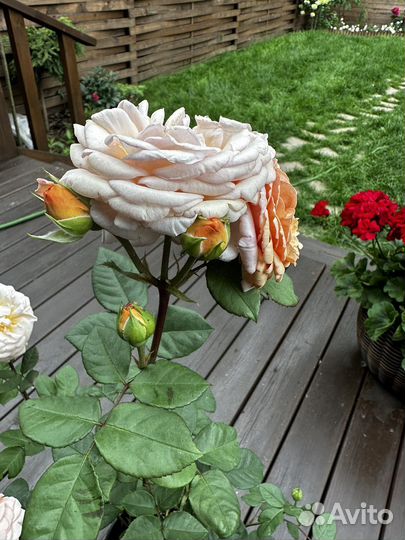 Роза Стефани Баронин Цу гутенберг