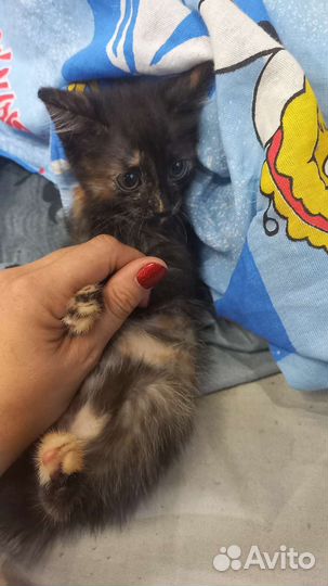 Котята бесплатно