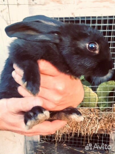 Продам кроликов