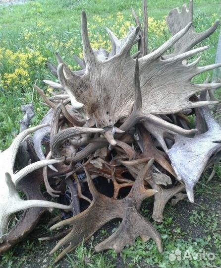 Рога лося