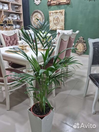 Диффенбахия,арика