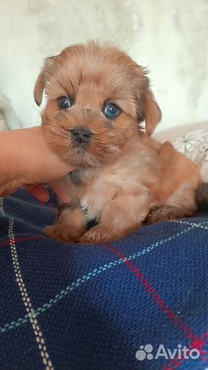 Мальтипу мини мальчики