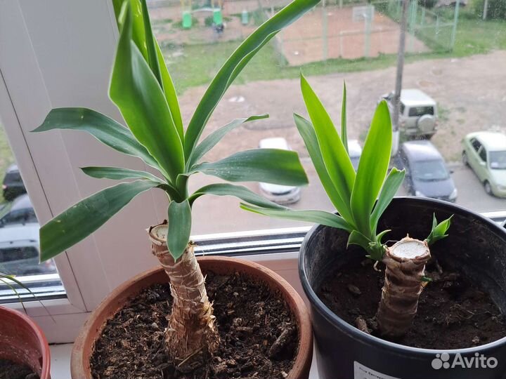 Юкка, фикус, драцена