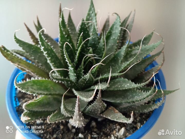 Алоэ остистое