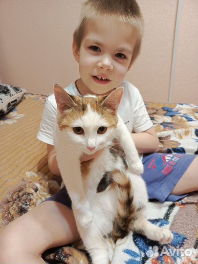 Котята в добрые руки бесплатно