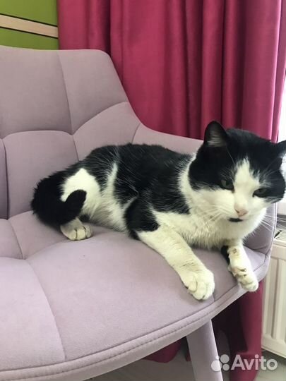 Котик в добрые руки