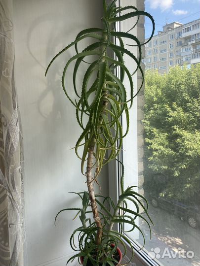 Цветок алоэ вера